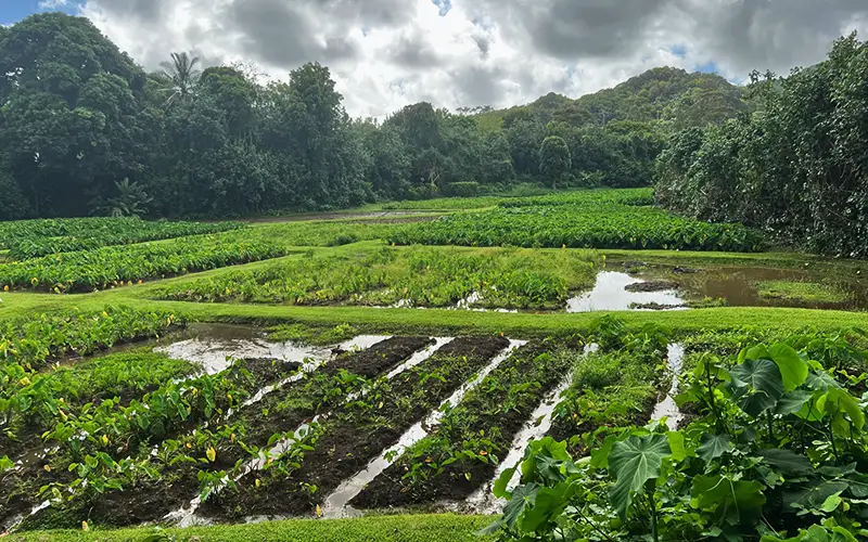 The Farm Hawaii